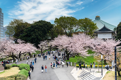 Tokyo, Japan-April 2023; High angle view of the footpath between Kudanzaka Park and the Tayasumon Gate busy with people enjoying the Japanese Cherry trees with pink and white cherry blossom or Sakura