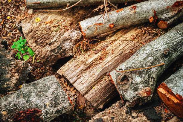cut wood - cutting tree moving down bark imagens e fotografias de stock