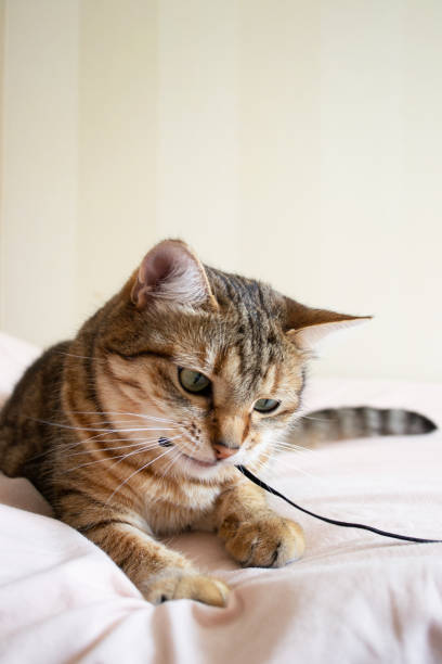 istock A domestic tiger cat holds the suede cord in its teeth 1502883549