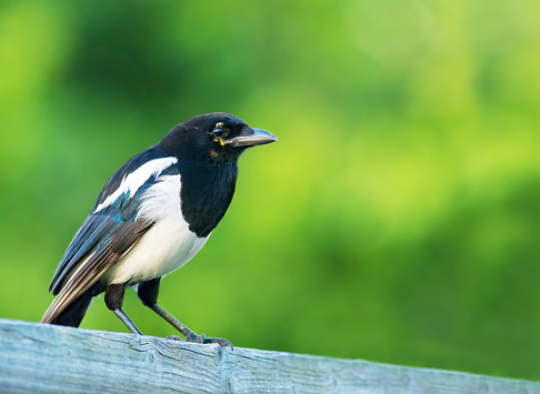 Eurasian magpie perching on a wooden fence with green background