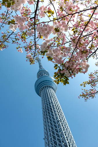 Tokyo, Japan-April 2023; Vertical low angle view of Tokyo Skytree observation and broadcasting tower against a blue sky with pink and white cherry blossom or Sakura of a Japanese Cherry tree in front