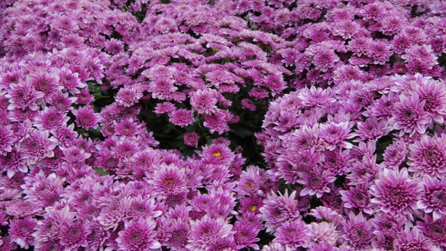 Pink chrysanthemum flowers blooming in botanical Garden.