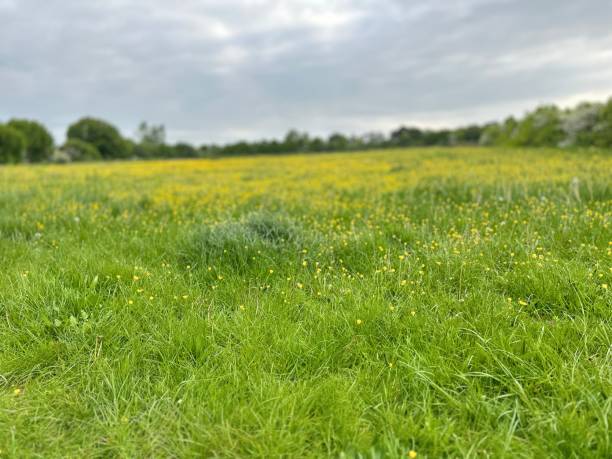istock Green green grass of home 1502886139