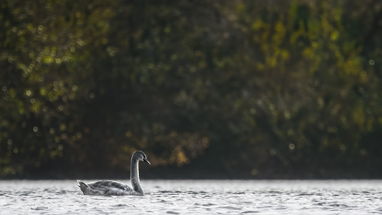 A  single juvenile swan ( Cygnus ) on a lake with waves and an idyllic soft green background