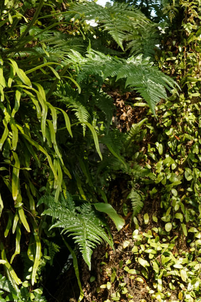 istock Pokok duit-duit and ferns on tree trunks 1502889061