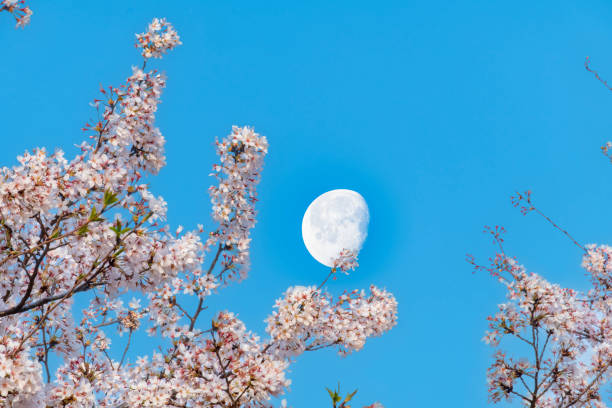 istock Pink and white cherry blossom or Sakura on Japanese Cherry tree 1502889289