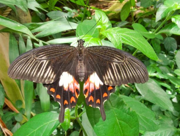 istock White Red Tipped Black Butterfly 1502890769