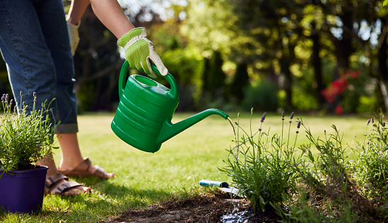 Closeup of woman taking care of plants in garden watering with watering can