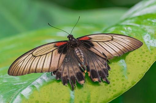 Papilio memnon,the great Mormon butterfly , in a green leaf, with green vegetation background