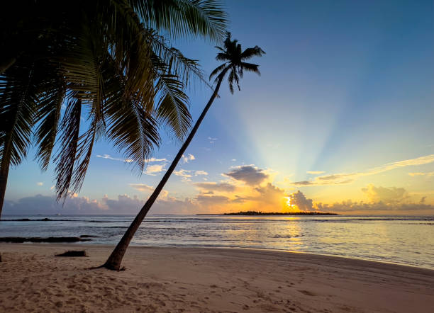 istock Summer tropical with colorful theme as palm trees on the beach background 1502894827