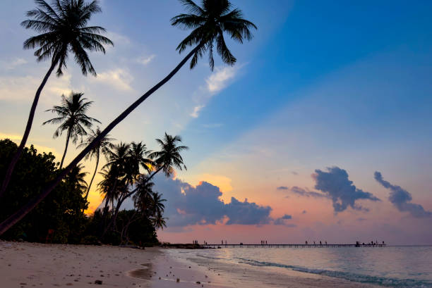 istock Summer tropical with colorful theme as palm trees on the beach background 1502894828