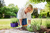 Mature woman working in garden planting lavender in ground
