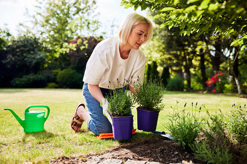 Gardening work. Mature woman planting lavender plants in backyard