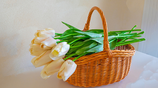 Basket of Fresh Cut Tulips- Howard County, Indiana