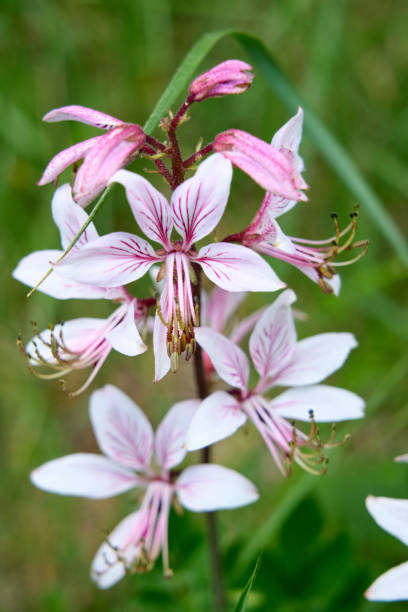 istock wild flower  Diptam, Dictamnus albus 1502895665