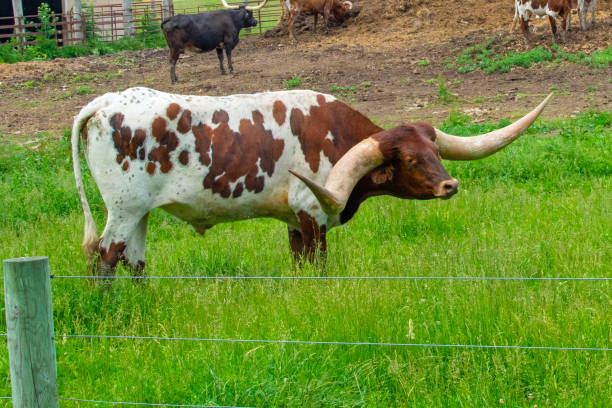 istock Cattle Texas Longhorn with massive horns-Miami County, Indiana 1502895749