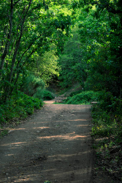 istock Cool shady path in chestnut forest in the Ambroz Valley 1502895807