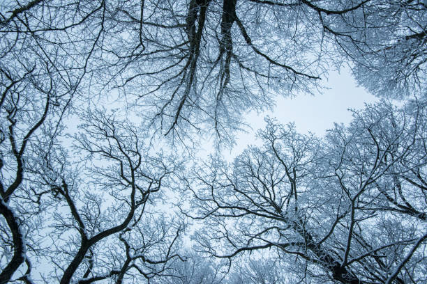Naked trees in a snowy and cold park..