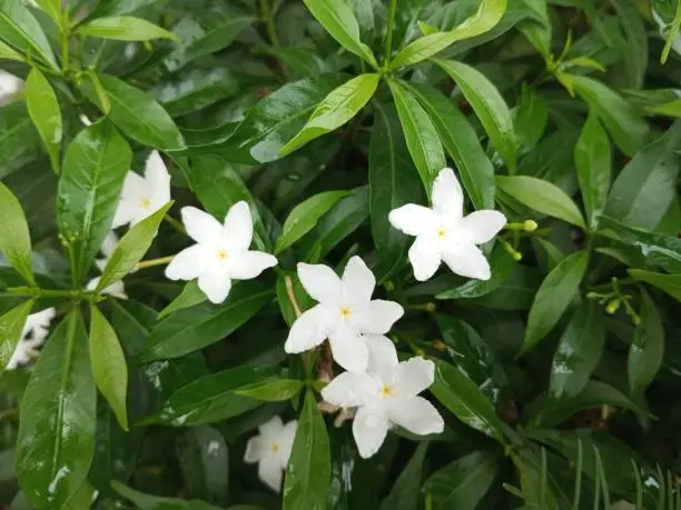 Photo of Cestrum nocturnum, the lady of the night, night-blooming jasmine, night-blooming jessamine, night-scented jessamine after rain