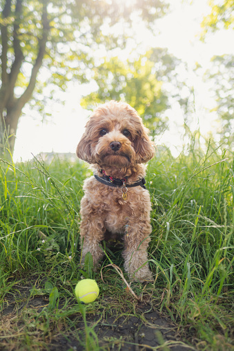 A cute little cavapoo puppy is waiting for someone to throw the ball