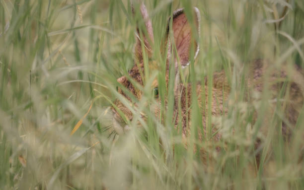 istock Graceful Hare Amidst Wild Grasses 1502907127