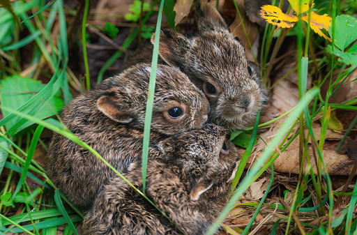 In this captivating photograph, a serene moment unfolds as a trio of wild baby hares find respite in the embrace of the soft grass. Nestled amidst the verdant blades, these adorable creatures exude a sense of tranquility and calmness. With their eyes peacefully closed and their bodies at rest, they emanate an aura of innocence and contentment. The gentle sunlight casts a warm glow on their fur, highlighting their delicate features and adding a touch of enchantment to the scene. This image invites the viewer to immerse themselves in the peaceful ambiance of nature, reminding us of the inherent beauty found in quiet moments of rest and rejuvenation.