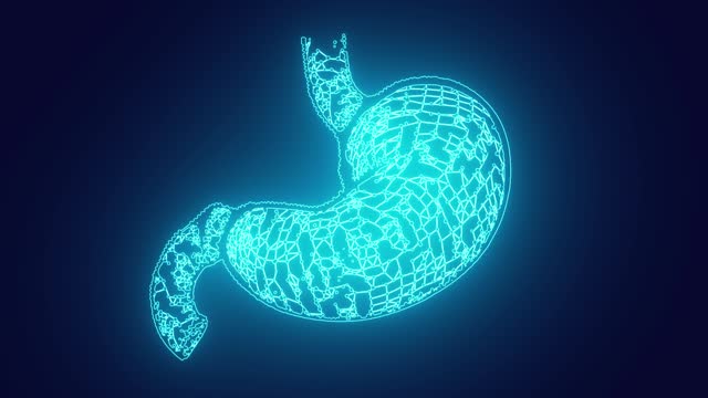 human body organ stomach human anatomy futuristic concept animation