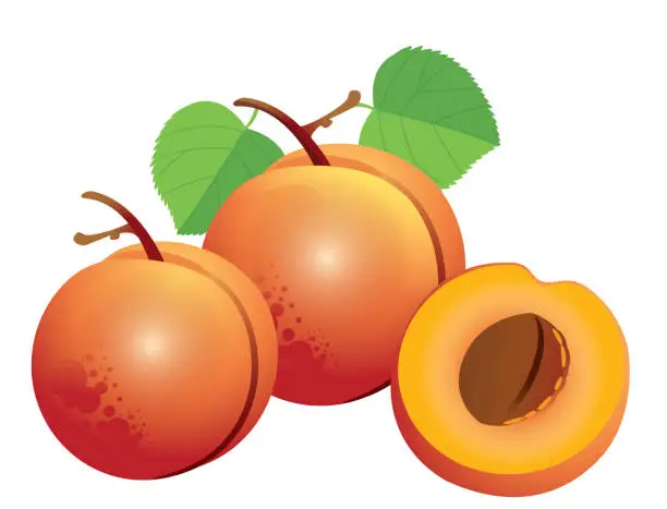 Vector illustration of Apricots