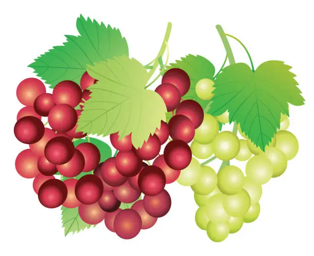 Vector illustration of Grape