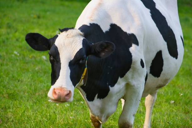 istock close up of a black cow 1502908799