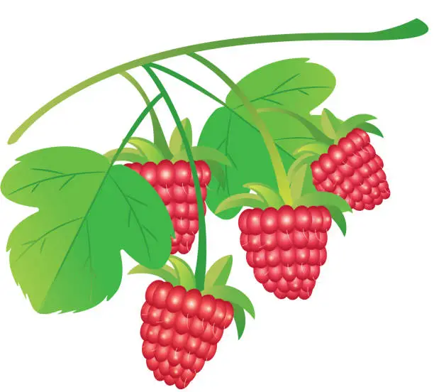 Vector illustration of Raspberrys