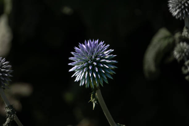purple flower with dark background