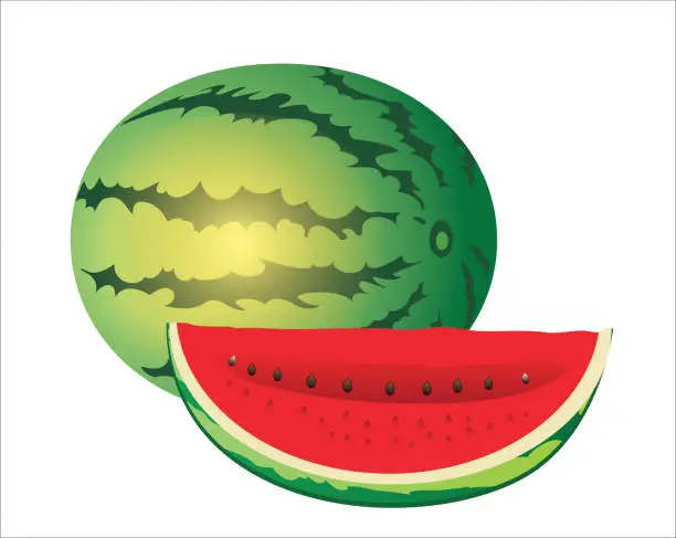 Vector illustration of Watermelon