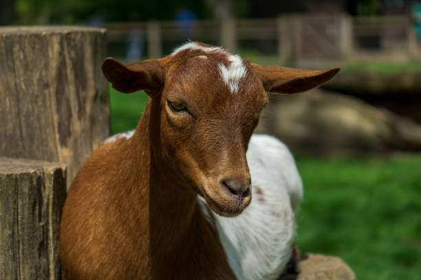 istock Portrait of a goat looking at the camera 1502911753
