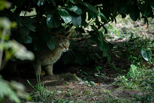 Wildcat observes from a bush