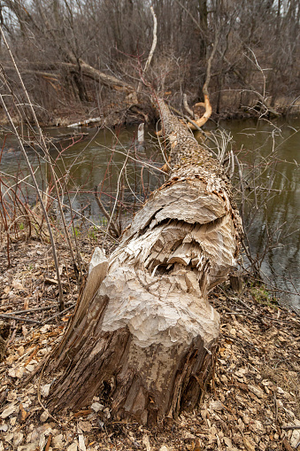 Close-up of a large fallen tree that fell down due to beavers chewing on it.