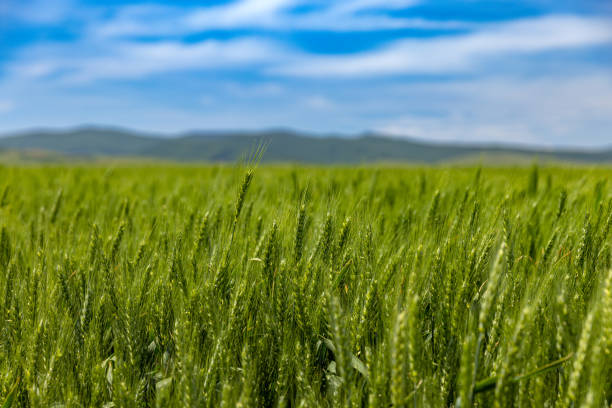 istock Field of the green oat 1502913969