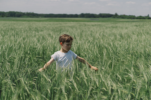 Portrait of a smiling boy in a white T-shirt and playing in a green barley field. Happy child boy laughing and playing in the summer day. Kid exploring nature. Summer activity for inquisitive children