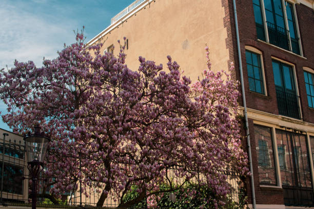 istock pink blossom on  house background 1502915836