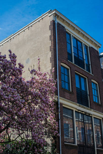 istock pink blossom on  house background 1502915839