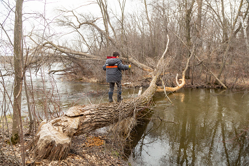 Rear view of a young boy walking across a large tree that has fallen across a stream. Beaver damage can be seen, which caused the tree to fall.