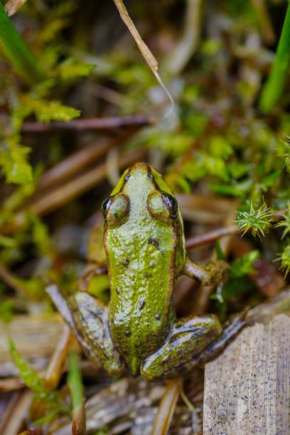 istock Selective focus of Lithobates Clamitans frog on the ground in a forest 1502917562