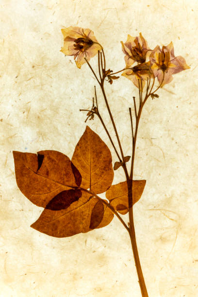 Dried pressed petals in light brown color