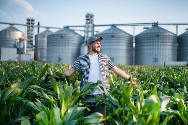 istock Farmer enjoying the growth of his corn crops. 1502921544
