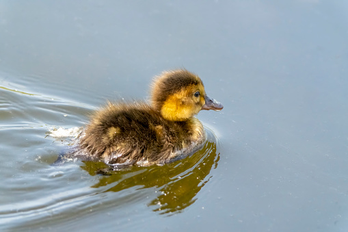 Pochard duckling on the lake at Gosforth Park Nature Reserve