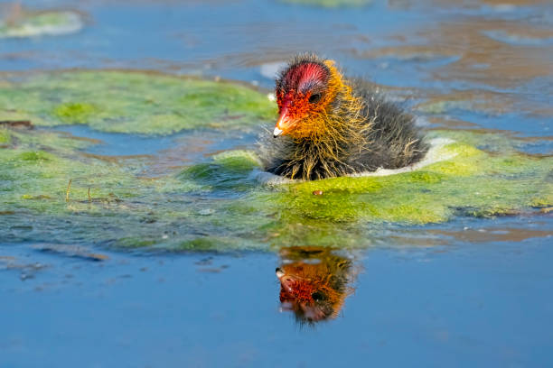 Coot chick on the lake at Gosforth Park Nature Reserve