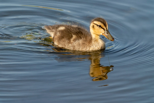 Mallard duckling on the lake at Gosforth Park Nature Reserve