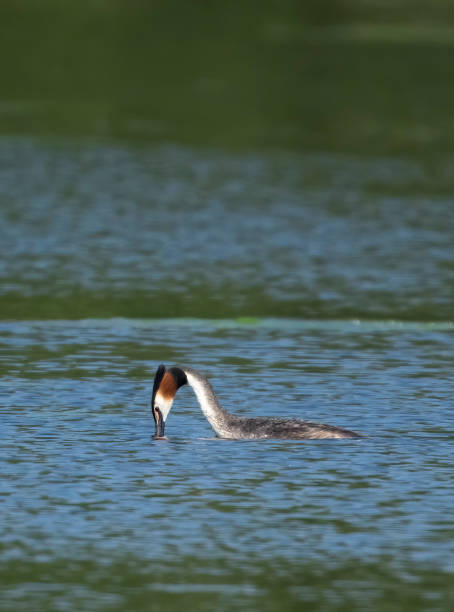 istock Great Crested Grebe on the lake at Gosforth Park Nature Reserve 1502922687