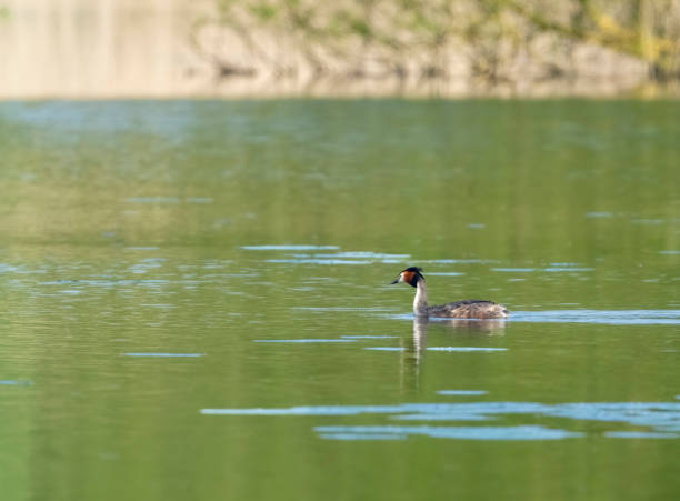 istock Great Crested Grebe on the lake at Gosforth Park Nature Reserve 1502922933