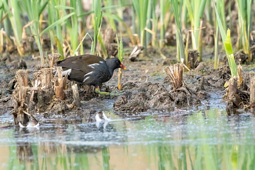 Moorhen in a reedbed at Gosforth Park Nature Reserve